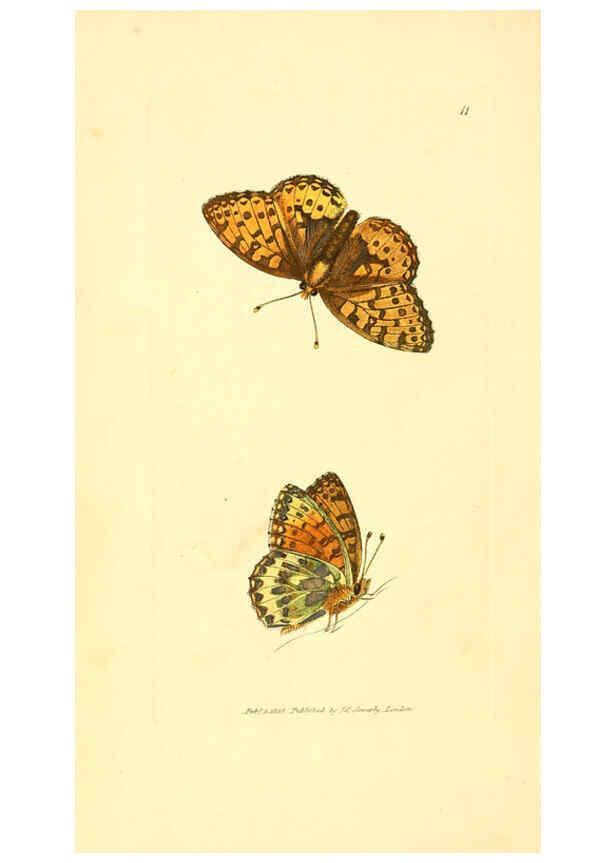 Reproducción/Reproduction 6008834308: The British miscellany London :Printed by R. Taylor & Co., and sold by the author, J. Sowerby by White, Johnson, Symonds, and all other booksellers,1806