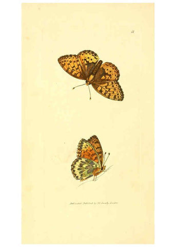 Reproducción/Reproduction 6008834308: The British miscellany London :Printed by R. Taylor & Co., and sold by the author, J. Sowerby by White, Johnson, Symonds, and all other booksellers,1806