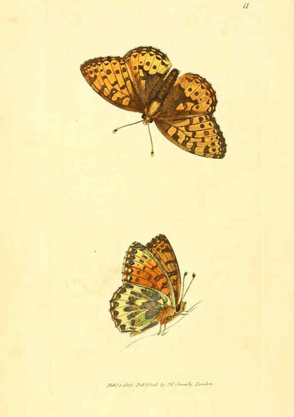 Reproducción/Reproduction 6008834308: The British miscellany London :Printed by R. Taylor & Co., and sold by the author, J. Sowerby by White, Johnson, Symonds, and all other booksellers,1806