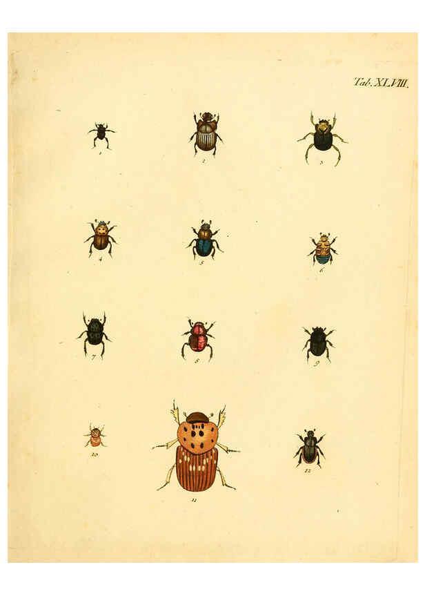 Reproducción/Reproduction 6008788964: Abbildungen zu Karl Illiger's Uebersetzung von Olivier's Entomologie plates Nürnberg :Gedruckt auf Kosten des Herausgebers,1802-1803