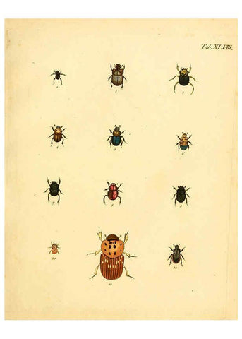 Reproducción/Reproduction 6008788964: Abbildungen zu Karl Illiger's Uebersetzung von Olivier's Entomologie plates Nürnberg :Gedruckt auf Kosten des Herausgebers,1802-1803