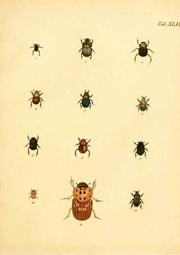 Reproducción/Reproduction 6008788964: Abbildungen zu Karl Illiger's Uebersetzung von Olivier's Entomologie plates Nürnberg :Gedruckt auf Kosten des Herausgebers,1802-1803