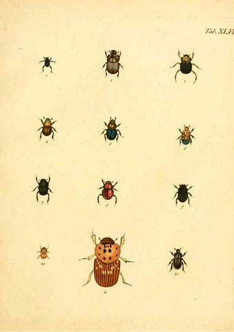 Reproducción/Reproduction 6008788964: Abbildungen zu Karl Illiger's Uebersetzung von Olivier's Entomologie plates Nürnberg :Gedruckt auf Kosten des Herausgebers,1802-1803