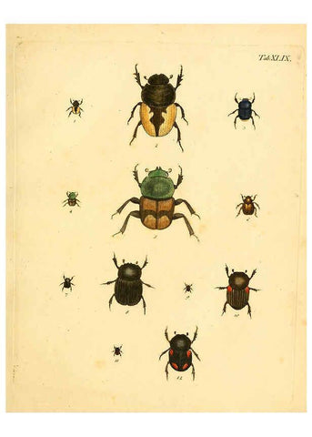 Reproducción/Reproduction 6008789132: Abbildungen zu Karl Illiger's Uebersetzung von Olivier's Entomologie plates Nürnberg :Gedruckt auf Kosten des Herausgebers,1802-1803