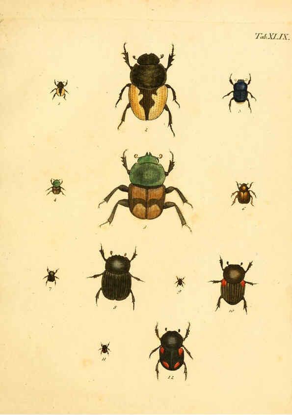 Reproducción/Reproduction 6008789132: Abbildungen zu Karl Illiger's Uebersetzung von Olivier's Entomologie plates Nürnberg :Gedruckt auf Kosten des Herausgebers,1802-1803