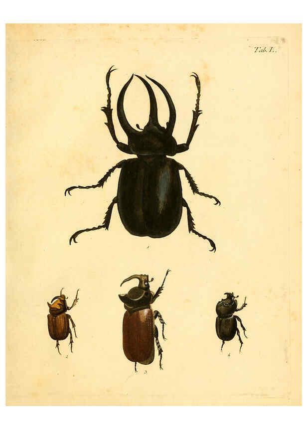 Reproducción/Reproduction 6008241581: Abbildungen zu Karl Illiger's Uebersetzung von Olivier's Entomologie plates Nürnberg :Gedruckt auf Kosten des Herausgebers,1802-1803