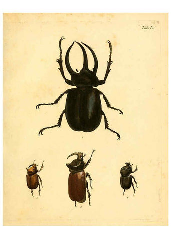 Reproducción/Reproduction 6008241581: Abbildungen zu Karl Illiger's Uebersetzung von Olivier's Entomologie plates Nürnberg :Gedruckt auf Kosten des Herausgebers,1802-1803