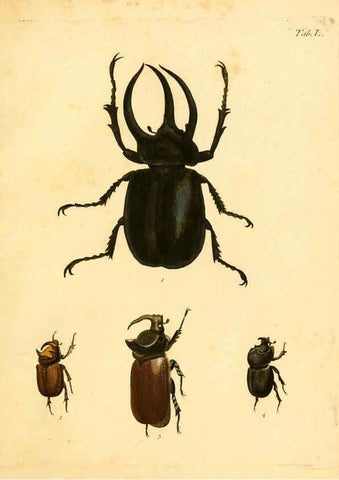 Reproducción/Reproduction 6008241581: Abbildungen zu Karl Illiger's Uebersetzung von Olivier's Entomologie plates Nürnberg :Gedruckt auf Kosten des Herausgebers,1802-1803