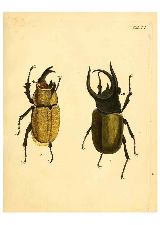 Reproducción/Reproduction 6008789482: Abbildungen zu Karl Illiger's Uebersetzung von Olivier's Entomologie plates Nürnberg :Gedruckt auf Kosten des Herausgebers,1802-1803