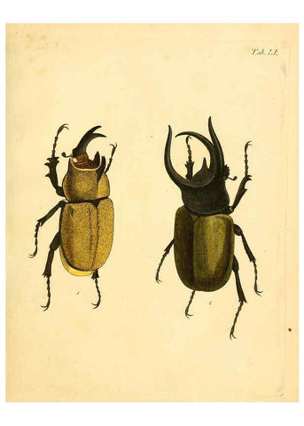 Reproducción/Reproduction 6008789482: Abbildungen zu Karl Illiger's Uebersetzung von Olivier's Entomologie plates Nürnberg :Gedruckt auf Kosten des Herausgebers,1802-1803