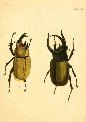 Reproducción/Reproduction 6008789482: Abbildungen zu Karl Illiger's Uebersetzung von Olivier's Entomologie plates Nürnberg :Gedruckt auf Kosten des Herausgebers,1802-1803