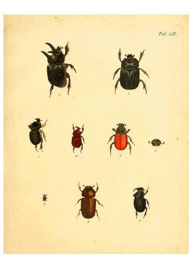 Reproducción/Reproduction 6008242003: Abbildungen zu Karl Illiger's Uebersetzung von Olivier's Entomologie plates Nürnberg :Gedruckt auf Kosten des Herausgebers,1802-1803