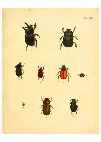 Reproducción/Reproduction 6008242003: Abbildungen zu Karl Illiger's Uebersetzung von Olivier's Entomologie plates Nürnberg :Gedruckt auf Kosten des Herausgebers,1802-1803