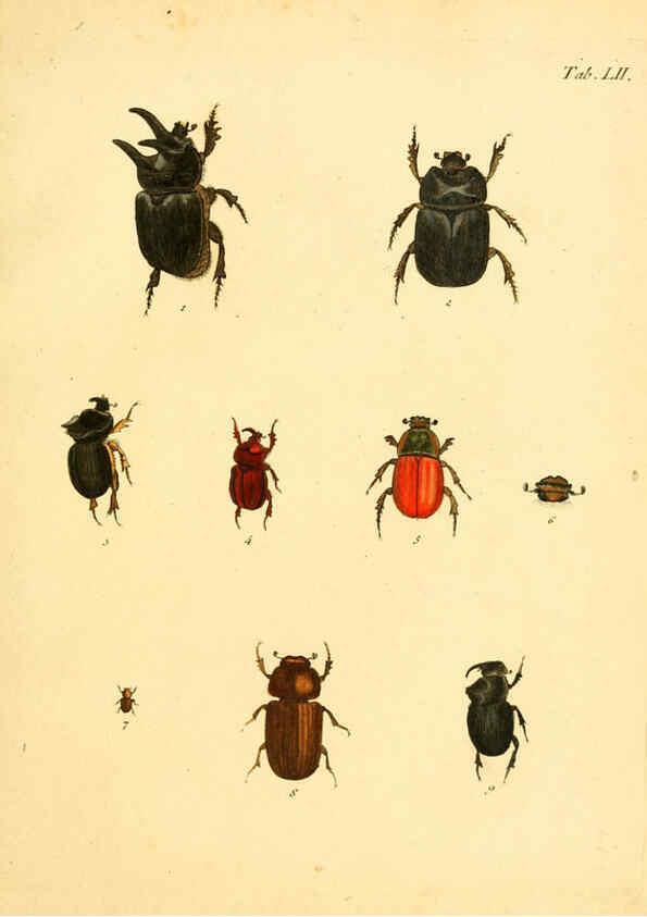 Reproducción/Reproduction 6008242003: Abbildungen zu Karl Illiger's Uebersetzung von Olivier's Entomologie plates Nürnberg :Gedruckt auf Kosten des Herausgebers,1802-1803