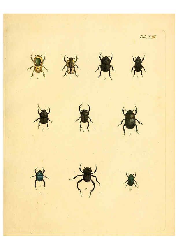 Reproducción/Reproduction 6008242243: Abbildungen zu Karl Illiger's Uebersetzung von Olivier's Entomologie plates Nürnberg :Gedruckt auf Kosten des Herausgebers,1802-1803