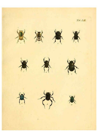 Reproducción/Reproduction 6008242243: Abbildungen zu Karl Illiger's Uebersetzung von Olivier's Entomologie plates Nürnberg :Gedruckt auf Kosten des Herausgebers,1802-1803