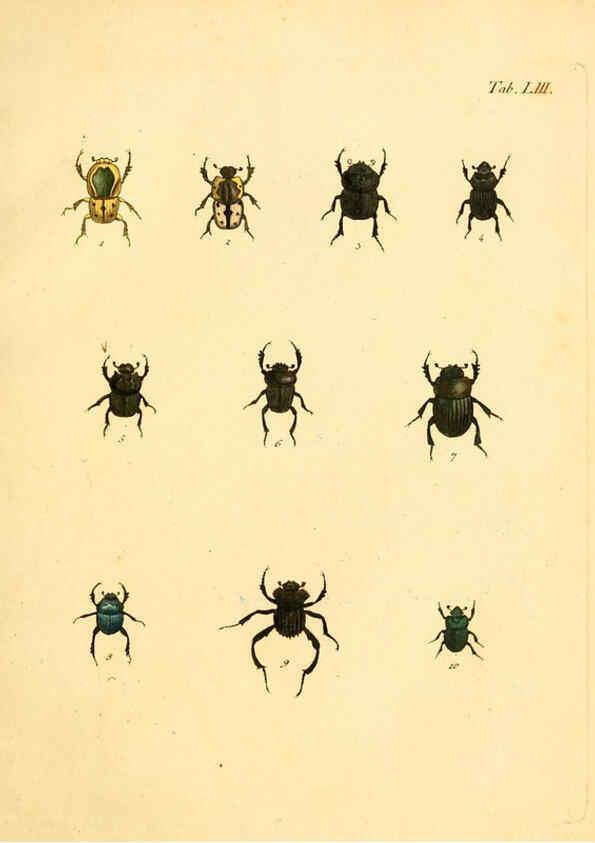 Reproducción/Reproduction 6008242243: Abbildungen zu Karl Illiger's Uebersetzung von Olivier's Entomologie plates Nürnberg :Gedruckt auf Kosten des Herausgebers,1802-1803
