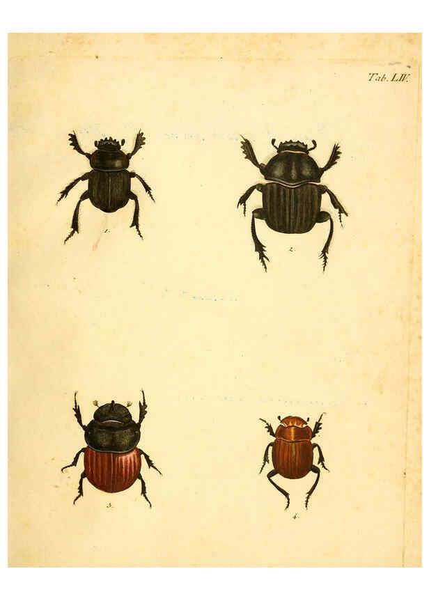 Reproducción/Reproduction 6008242389: Abbildungen zu Karl Illiger's Uebersetzung von Olivier's Entomologie plates Nürnberg :Gedruckt auf Kosten des Herausgebers,1802-1803