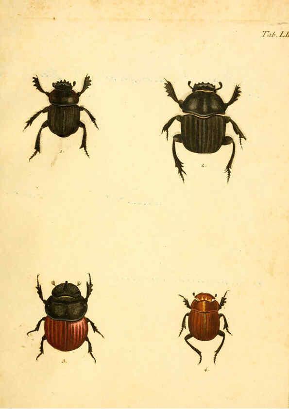 Reproducción/Reproduction 6008242389: Abbildungen zu Karl Illiger's Uebersetzung von Olivier's Entomologie plates Nürnberg :Gedruckt auf Kosten des Herausgebers,1802-1803