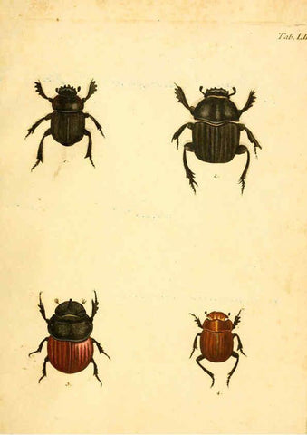 Reproducción/Reproduction 6008242389: Abbildungen zu Karl Illiger's Uebersetzung von Olivier's Entomologie plates Nürnberg :Gedruckt auf Kosten des Herausgebers,1802-1803