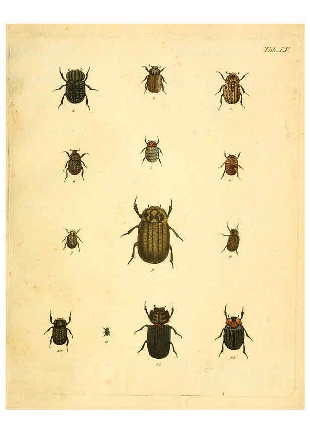 Reproducción/Reproduction 6008790346: Abbildungen zu Karl Illiger's Uebersetzung von Olivier's Entomologie plates Nürnberg :Gedruckt auf Kosten des Herausgebers,1802-1803