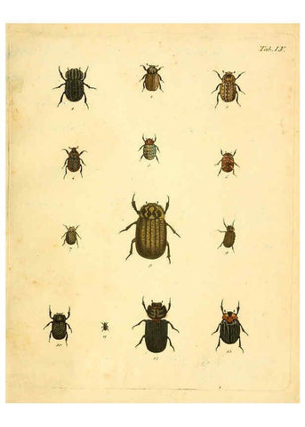 Reproducción/Reproduction 6008790346: Abbildungen zu Karl Illiger's Uebersetzung von Olivier's Entomologie plates Nürnberg :Gedruckt auf Kosten des Herausgebers,1802-1803