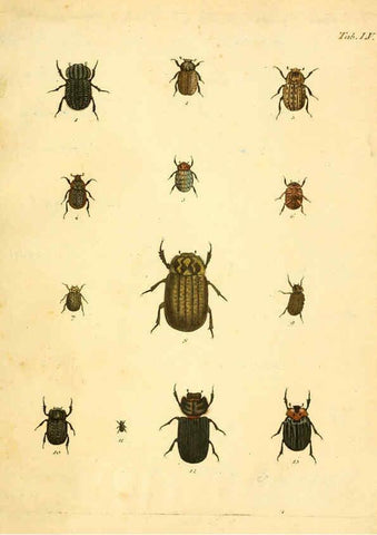 Reproducción/Reproduction 6008790346: Abbildungen zu Karl Illiger's Uebersetzung von Olivier's Entomologie plates Nürnberg :Gedruckt auf Kosten des Herausgebers,1802-1803