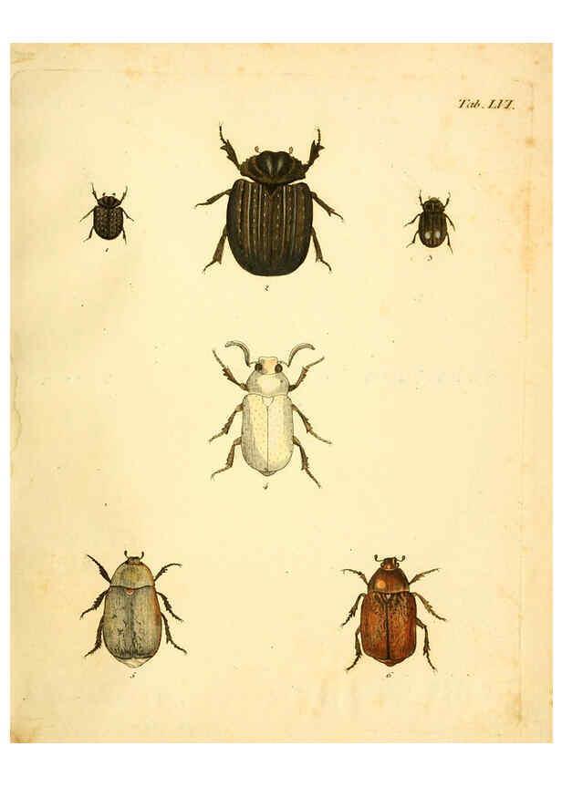 Reproducción/Reproduction 6008790496: Abbildungen zu Karl Illiger's Uebersetzung von Olivier's Entomologie plates Nürnberg :Gedruckt auf Kosten des Herausgebers,1802-1803