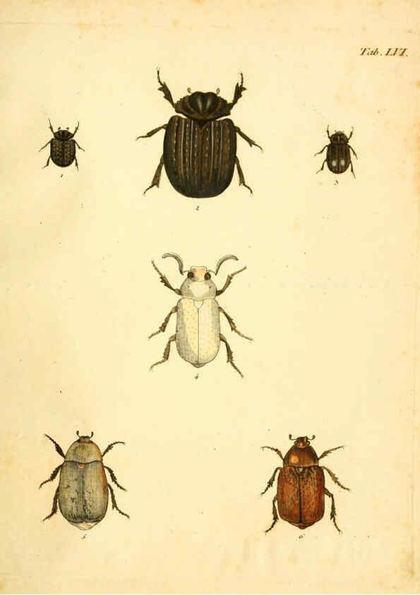 Reproducción/Reproduction 6008790496: Abbildungen zu Karl Illiger's Uebersetzung von Olivier's Entomologie plates Nürnberg :Gedruckt auf Kosten des Herausgebers,1802-1803