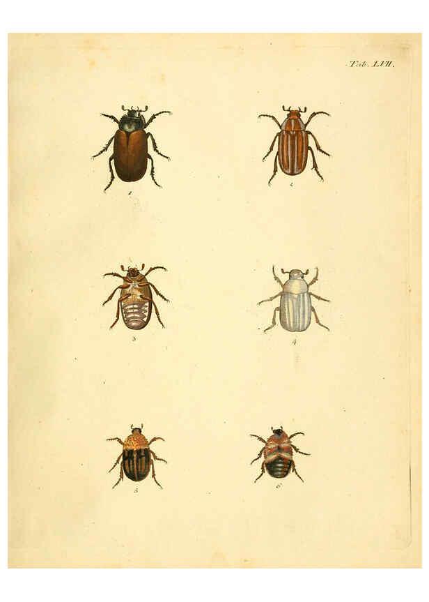Reproducción/Reproduction 6008242901: Abbildungen zu Karl Illiger's Uebersetzung von Olivier's Entomologie plates Nürnberg :Gedruckt auf Kosten des Herausgebers,1802-1803