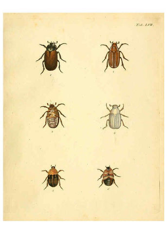 Reproducción/Reproduction 6008242901: Abbildungen zu Karl Illiger's Uebersetzung von Olivier's Entomologie plates Nürnberg :Gedruckt auf Kosten des Herausgebers,1802-1803