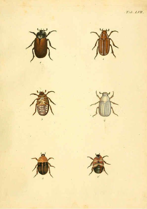 Reproducción/Reproduction 6008242901: Abbildungen zu Karl Illiger's Uebersetzung von Olivier's Entomologie plates Nürnberg :Gedruckt auf Kosten des Herausgebers,1802-1803