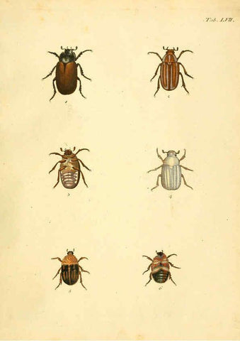 Reproducción/Reproduction 6008242901: Abbildungen zu Karl Illiger's Uebersetzung von Olivier's Entomologie plates Nürnberg :Gedruckt auf Kosten des Herausgebers,1802-1803