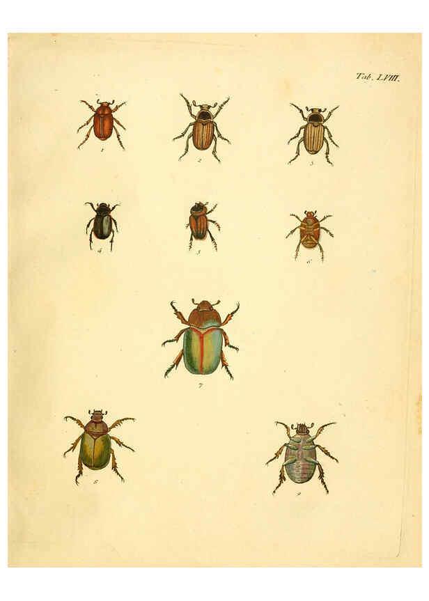 Reproducción/Reproduction 6008243057: Abbildungen zu Karl Illiger's Uebersetzung von Olivier's Entomologie plates Nürnberg :Gedruckt auf Kosten des Herausgebers,1802-1803