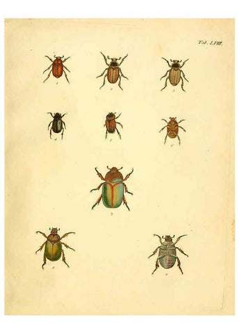 Reproducción/Reproduction 6008243057: Abbildungen zu Karl Illiger's Uebersetzung von Olivier's Entomologie plates Nürnberg :Gedruckt auf Kosten des Herausgebers,1802-1803