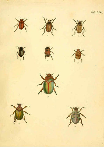Reproducción/Reproduction 6008243057: Abbildungen zu Karl Illiger's Uebersetzung von Olivier's Entomologie plates Nürnberg :Gedruckt auf Kosten des Herausgebers,1802-1803