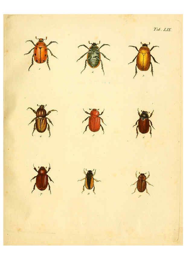 Reproducción/Reproduction 6008243219: Abbildungen zu Karl Illiger's Uebersetzung von Olivier's Entomologie plates Nürnberg :Gedruckt auf Kosten des Herausgebers,1802-1803
