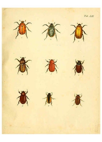 Reproducción/Reproduction 6008243219: Abbildungen zu Karl Illiger's Uebersetzung von Olivier's Entomologie plates Nürnberg :Gedruckt auf Kosten des Herausgebers,1802-1803