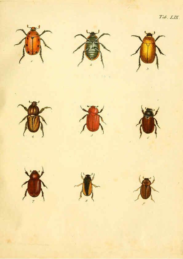 Reproducción/Reproduction 6008243219: Abbildungen zu Karl Illiger's Uebersetzung von Olivier's Entomologie plates Nürnberg :Gedruckt auf Kosten des Herausgebers,1802-1803