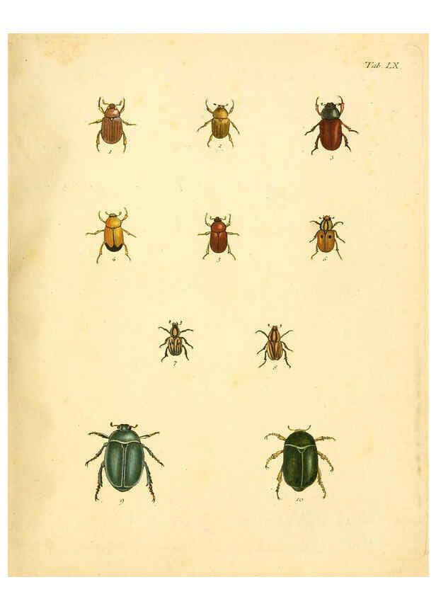 Reproducción/Reproduction 6008791138: Abbildungen zu Karl Illiger's Uebersetzung von Olivier's Entomologie plates Nürnberg :Gedruckt auf Kosten des Herausgebers,1802-1803
