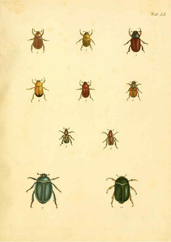 Reproducción/Reproduction 6008791138: Abbildungen zu Karl Illiger's Uebersetzung von Olivier's Entomologie plates Nürnberg :Gedruckt auf Kosten des Herausgebers,1802-1803