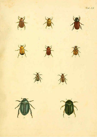 Reproducción/Reproduction 6008791138: Abbildungen zu Karl Illiger's Uebersetzung von Olivier's Entomologie plates Nürnberg :Gedruckt auf Kosten des Herausgebers,1802-1803