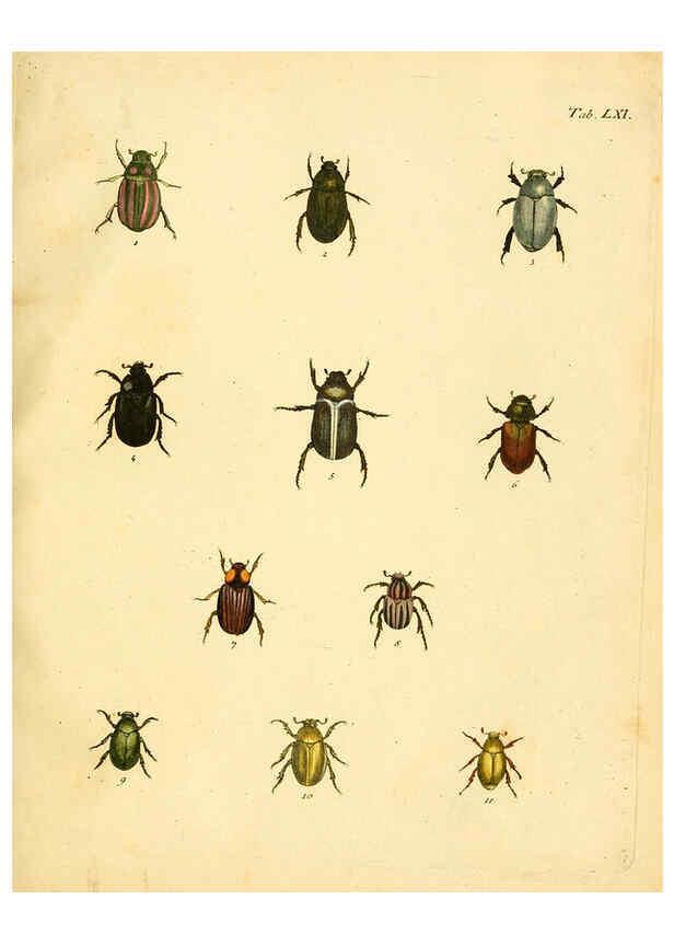 Reproducción/Reproduction 6008791308: Abbildungen zu Karl Illiger's Uebersetzung von Olivier's Entomologie plates Nürnberg :Gedruckt auf Kosten des Herausgebers,1802-1803