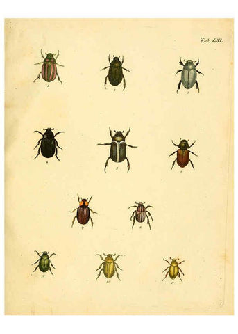 Reproducción/Reproduction 6008791308: Abbildungen zu Karl Illiger's Uebersetzung von Olivier's Entomologie plates Nürnberg :Gedruckt auf Kosten des Herausgebers,1802-1803