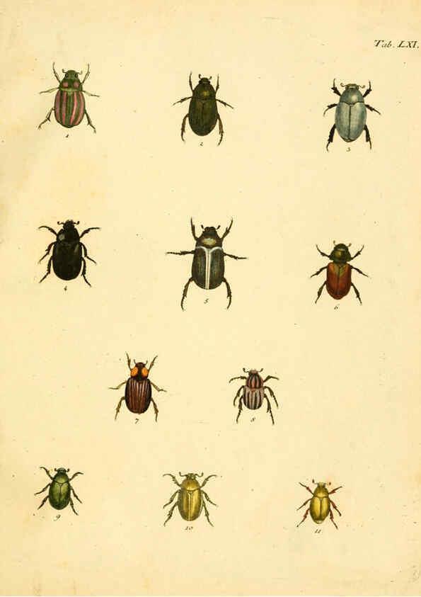 Reproducción/Reproduction 6008791308: Abbildungen zu Karl Illiger's Uebersetzung von Olivier's Entomologie plates Nürnberg :Gedruckt auf Kosten des Herausgebers,1802-1803