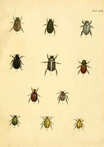 Reproducción/Reproduction 6008791308: Abbildungen zu Karl Illiger's Uebersetzung von Olivier's Entomologie plates Nürnberg :Gedruckt auf Kosten des Herausgebers,1802-1803