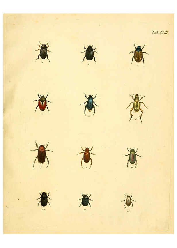 Reproducción/Reproduction 6008791460: Abbildungen zu Karl Illiger's Uebersetzung von Olivier's Entomologie plates Nürnberg :Gedruckt auf Kosten des Herausgebers,1802-1803