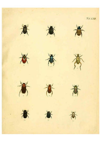 Reproducción/Reproduction 6008791460: Abbildungen zu Karl Illiger's Uebersetzung von Olivier's Entomologie plates Nürnberg :Gedruckt auf Kosten des Herausgebers,1802-1803