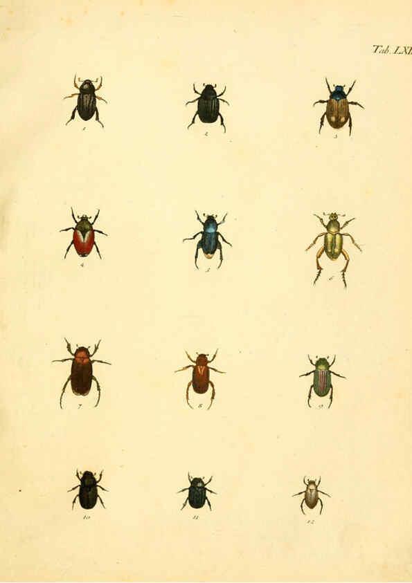 Reproducción/Reproduction 6008791460: Abbildungen zu Karl Illiger's Uebersetzung von Olivier's Entomologie plates Nürnberg :Gedruckt auf Kosten des Herausgebers,1802-1803