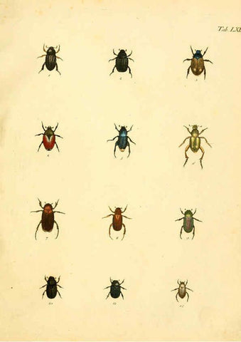 Reproducción/Reproduction 6008791460: Abbildungen zu Karl Illiger's Uebersetzung von Olivier's Entomologie plates Nürnberg :Gedruckt auf Kosten des Herausgebers,1802-1803
